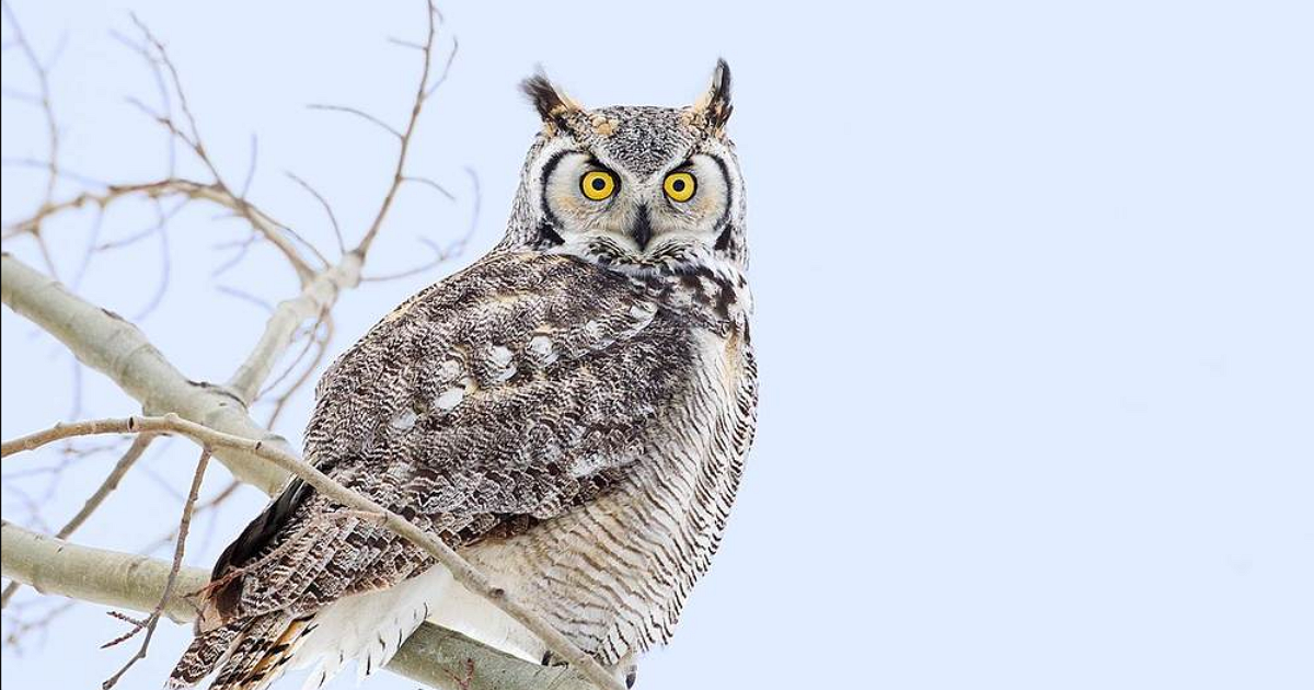 Horned Owl1.png
